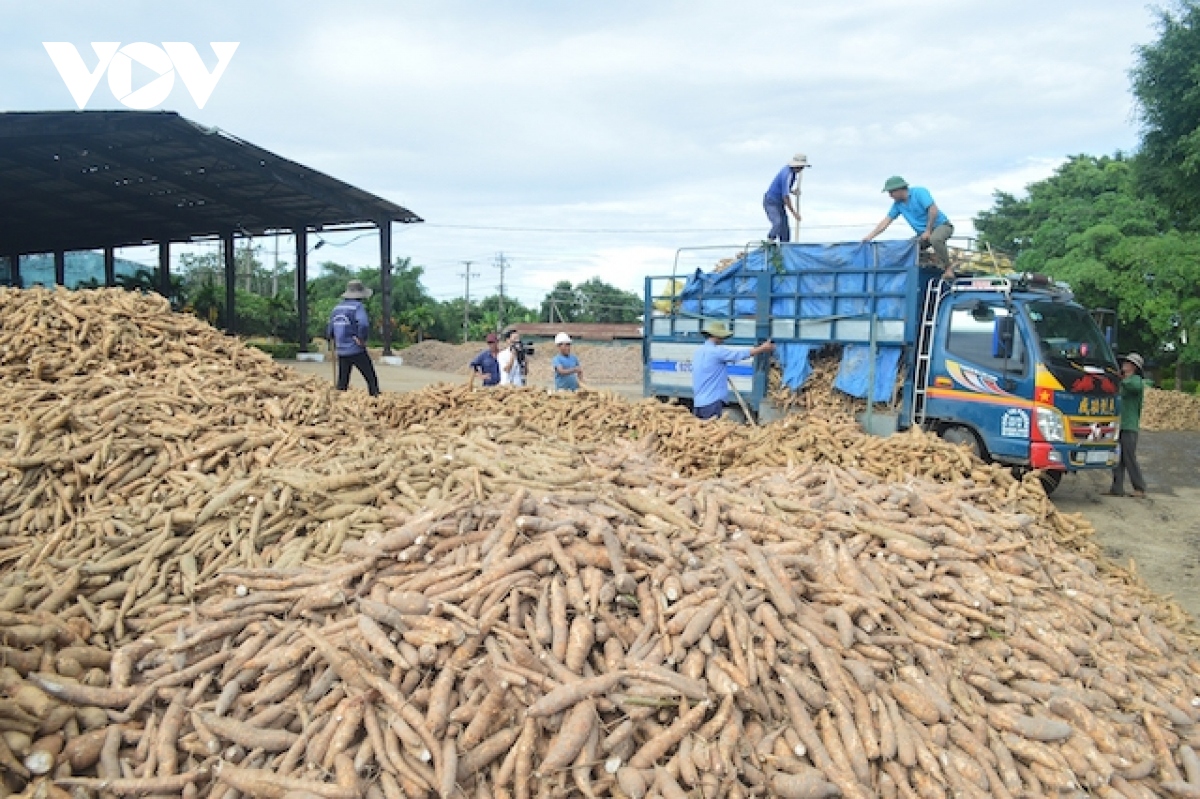 China remains largest export market for Vietnamese cassava